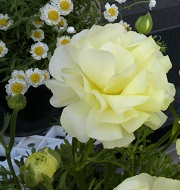 TS3U0436