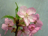 TS3U1337