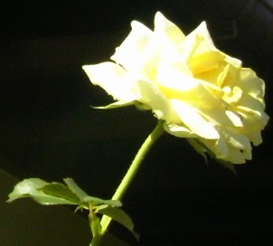 TS3U0253